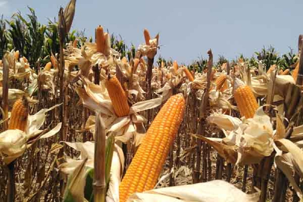 Banjir Surut, Petani Kulonprogo Bisa Panen Jagung dan Cabai