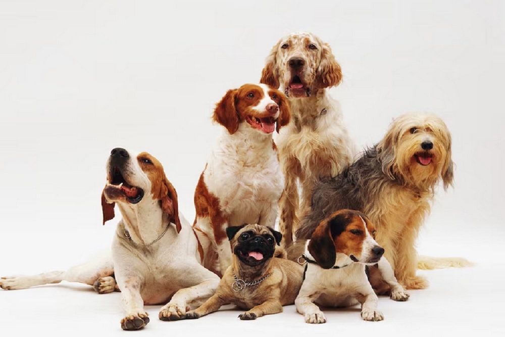 Regulasi Pelarangan Konsumsi Daging Anjing DIY Masih di Tahap Awal