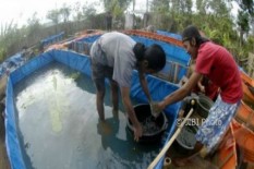 DKP Bantul Dorong Ikan Kaleng Tembus Ekspor