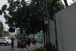 Dahan Pohon Munggur Patah Timpa Warung di Jalan Kusbini Jogja