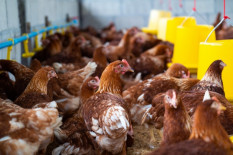 Danantara Kucurkan Rp20 Triliun Bangun Peternakan Ayam untuk MBG