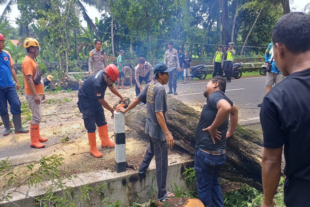 Pohon Tumbang Sempat Menutup Akses Jalan Nagung-Brosot Kulonprogo