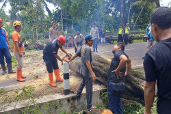 Pohon Tumbang Sempat Menutup Akses Jalan Nagung-Brosot Kulonprogo