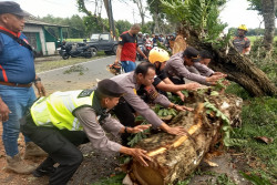 Pohon 10 Meter Tumbang di Kulonprogo, Jalan Sempat Macet