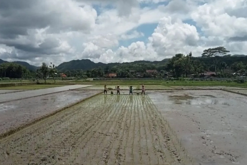 Bantul Membuka Lahan 123 Hektare untuk Kembangkan Komoditas Perkebunan