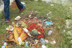 Cuaca Buruk Rusak Panen Cabai di Kawasan Pantai Trisik Kulonprogo