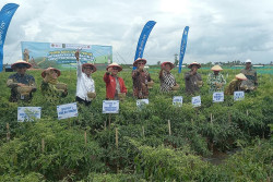 OJK DIY Gelar Panen Raya di Galur Implementasi EKI