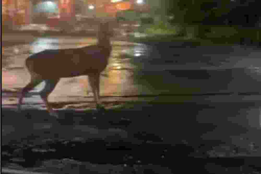 Rusa Timor Terekam di Jalan Kabupaten, Masih Dicari Petugas