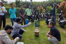 Serangan Lalat Buah Tekan Produksi Salak Turi hingga 60 Persen