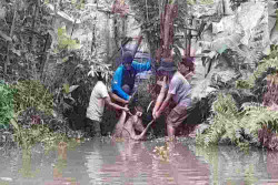 Rusa Timor yang Lepas Ditemukan di Nogotirto Sedang Rebahan