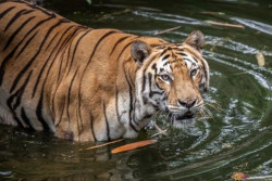 Ragunan Bantah Isu Harimau Kelaparan dan Korupsi Pakan