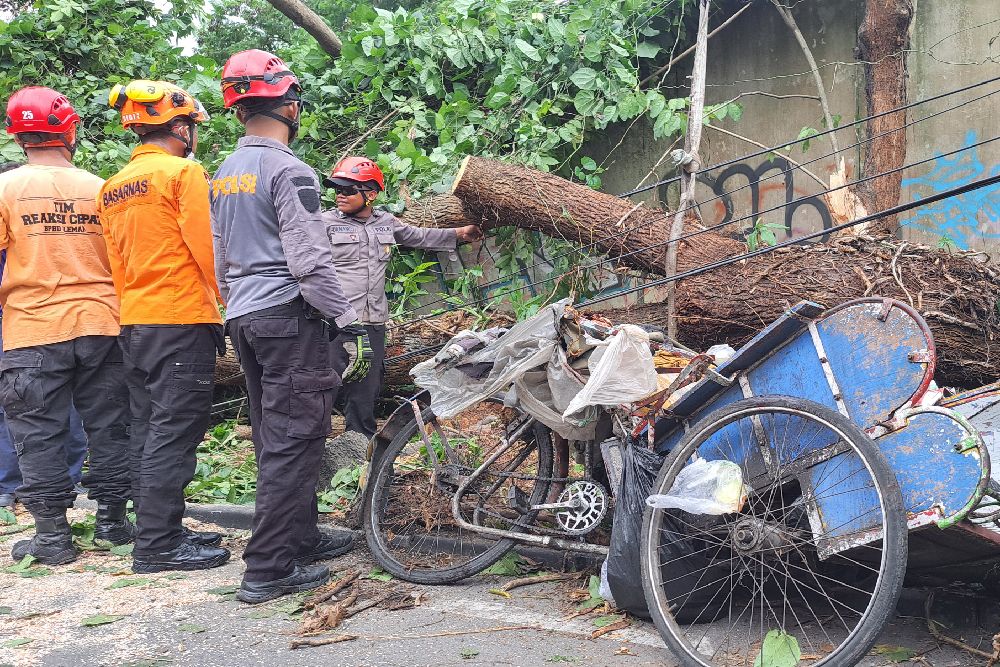 Pasutri Tukang Rosok Tewas Tertimpa Pohon di Ring Road Utara Jogja