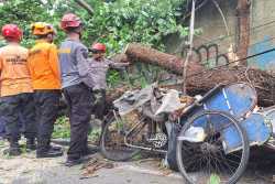 Pasutri Tukang Rosok Tewas Tertimpa Pohon di Ring Road Utara Jogja