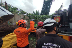 Kronologi Dua Tukang Rosok Tewas Tertimpa Pohon Lamtoro di Sleman