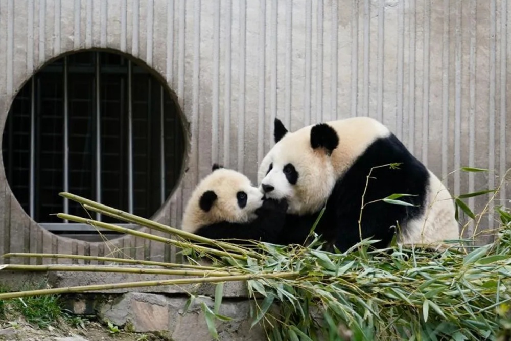 Populasi Panda Penangkaran China Naik Hampir Dua Kali Lipat