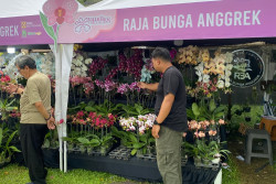 Kejayaan Vanda Tricolor Merapi Bersinar di Festival Anggrek