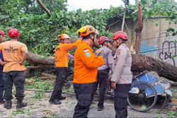 Warga Meninggal karena Pohon Tumbang di Ring Road, Mitigasi Diperkuat