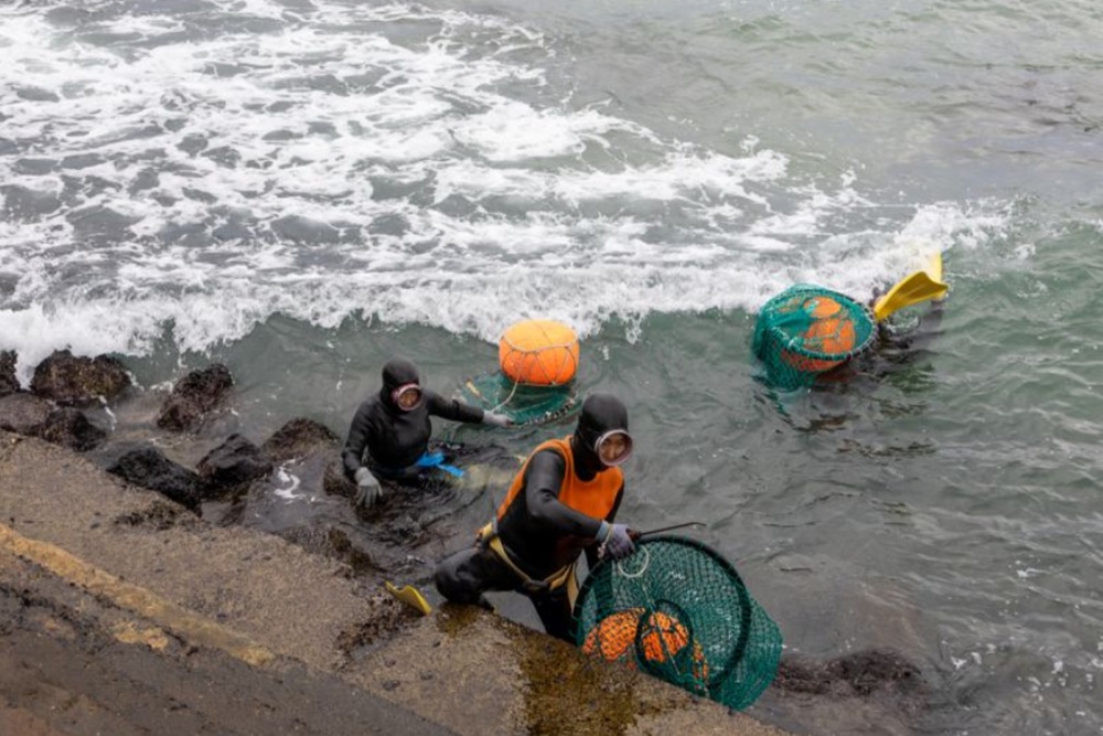 Haenyeo Jeju Jadi Daya Tarik Wisata Dunia, Kini Krisis Regenerasi