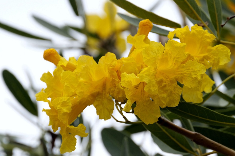 Pohon Tabebuya Bakal Memperindah Taman Kewek Malioboro Jogja
