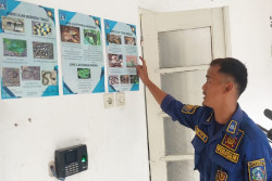 Laporan Ular dan Lebah di Sleman Meledak pada November