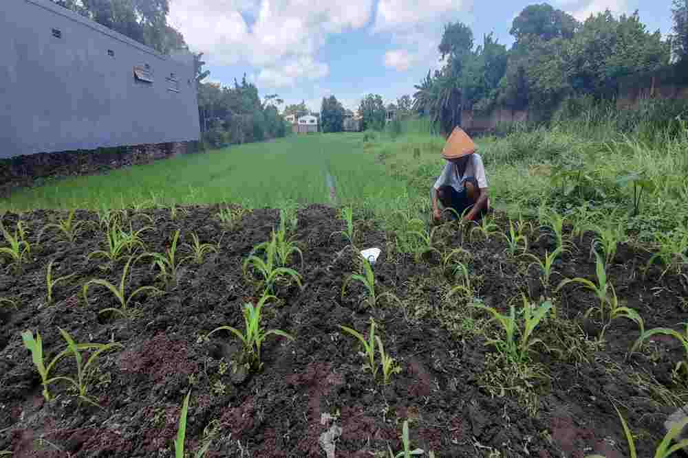 Produksi Jagung Bantul Tak Cukupi Pakan Ayam Satu Juta Ekor