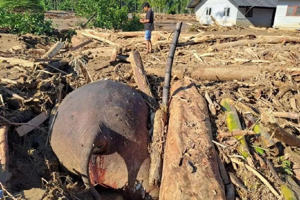 Gajah Sumatera Ditemukan Mati Terseret Banjir di Pidie Jaya Aceh