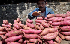 Tips Diet Sehat: Manfaat Ubi Jalar untuk Berat Badan Turun