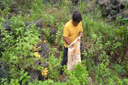 Gunungkidul Beri Dua Ton Pakan untuk Monyet Pesisir