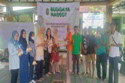 Warga Panen Maggot, Sampah Organik Bisa Jadi Tabungan