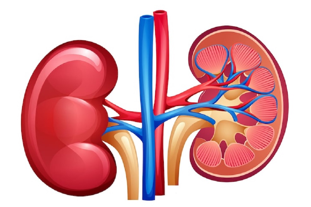 Cegah Penyakit Ginjal