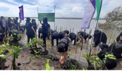 Cegah Abrasi, 5.000 Pohon Mangrove Ditanam di Pantai Baros Bantul