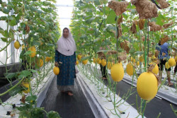 Wisata Petik Melon Gaden Diserbu Pengunjung saat Panen Perdana