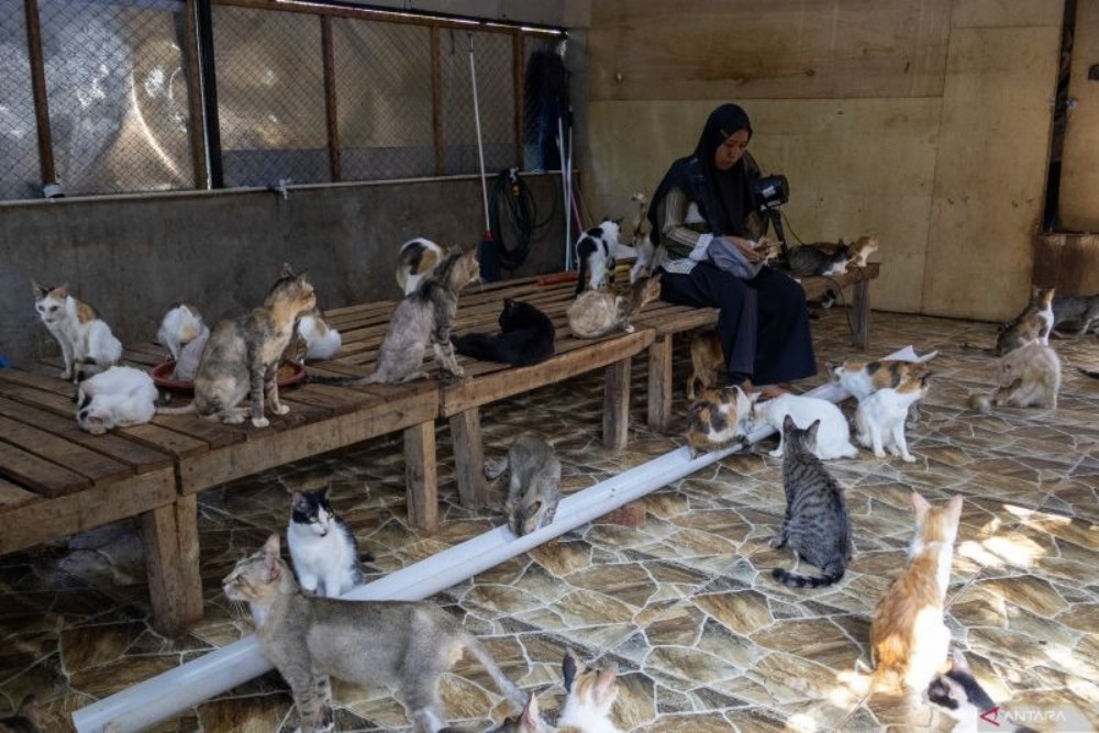Salmiati Selamatkan Ratusan Kucing Korban Banjir Sumbar