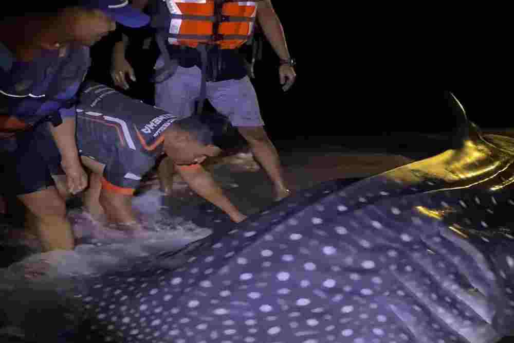 Hiu Tutul Terdampar di Pantai Cemara Sewu Berhasil Diselamatkan