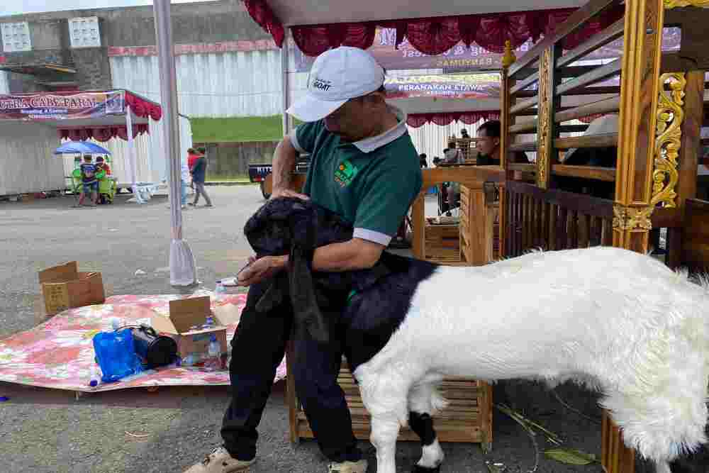 Ratusan Peserta Meriahkan Kontes Kambing PE Bantul 2025