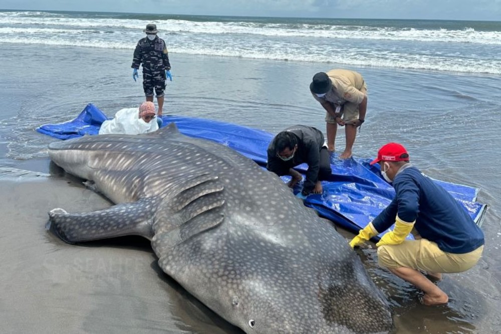 Hiu Paus 5,2 Meter Terdampar Mati di Pantai Puncu Purworejo