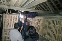 Pria di Pandak Bantul Ditemukan Tewas di Kandang Ayam