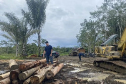 Kemenhut Perketat Pengawasan Kayu di Sumatera