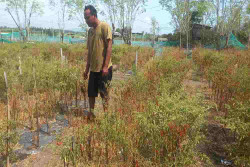 Berkah Harga Cabai, Petani Kulonprogo Untung Bersih Rp60 Juta