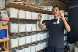 Dari Lahan Sempit, Warga Jogja Kembangkan Usaha Ternak Tikus Mencit