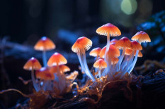 Anak Muda China Viral Pelihara Jamur dari Teh Kemasan