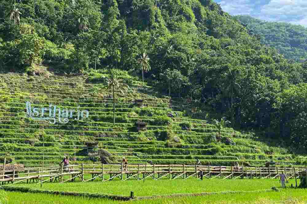 Akses Jembatan Bambu, Wisata Srikeminut Bantul Dibuka Lagi