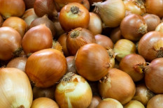 Mentan Dukung Bongkar 72 Ton Bawang Bombay Ilegal di Jatim