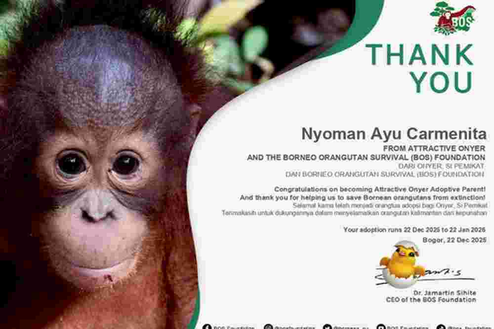 Dukungan Unik Fans H2H: Adopsi Orangutan Atas Nama Carmen