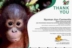 Dukungan Unik Fans H2H: Adopsi Orangutan Atas Nama Carmen