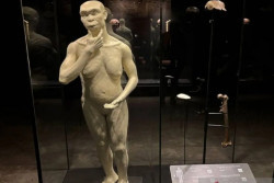 Pemulangan Fosil Manusia Jawa Tegaskan Peran Kunci Indonesia