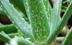 Tujuh Tanaman Pembawa Energi Positif dan Keberuntungan di Rumah