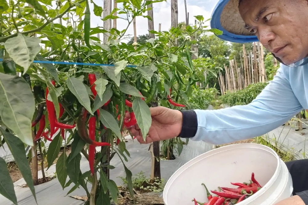 Panen Raya, Harga Cabai Petani Karanganyar Jeblok