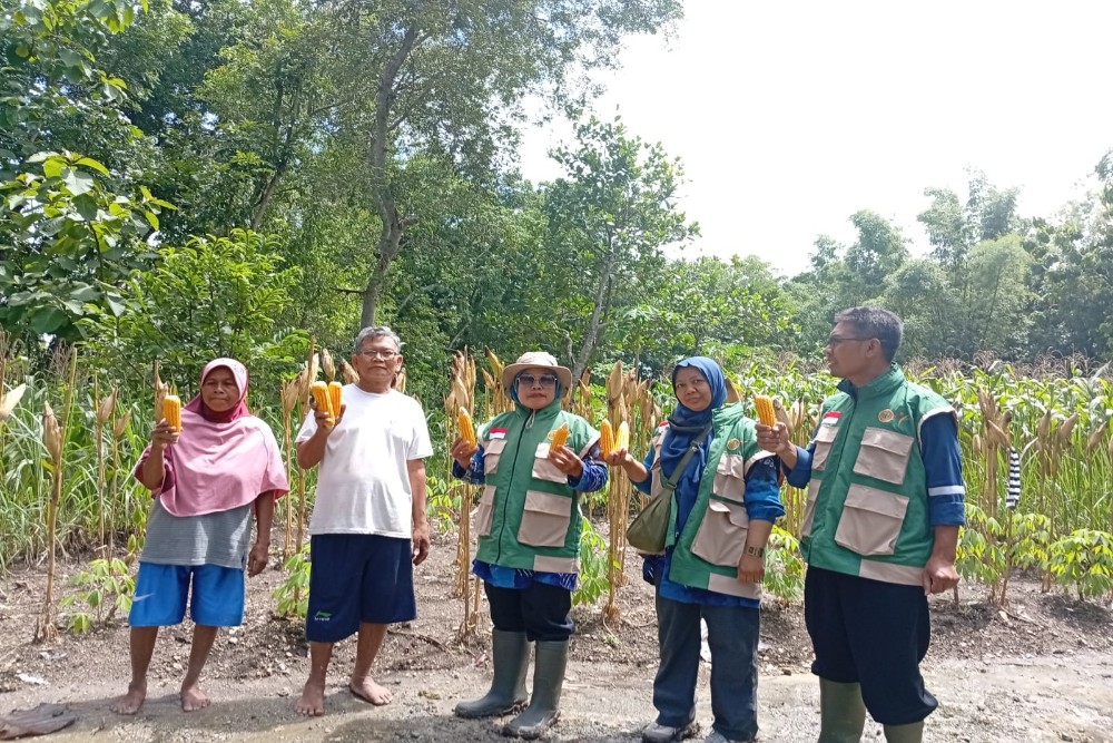 Panen Jagung Gunungkidul Diprediksi Puncak Akhir Januari