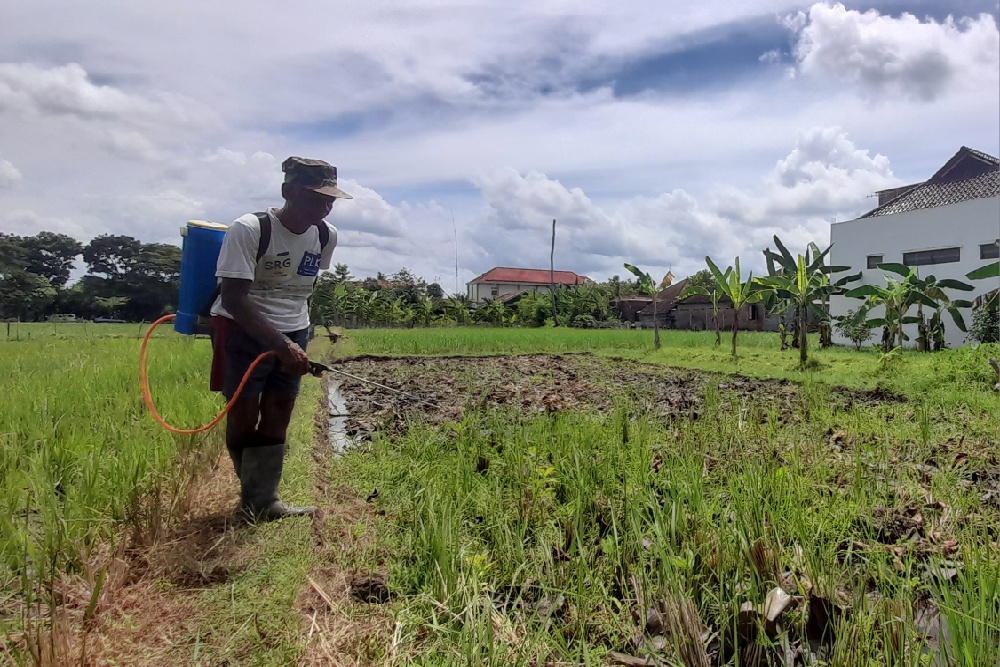 Percepat Pola Tanam, Bantul Targetkan Luas Tanam Padi 35.000 Hektare